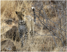 Leopard, Samburu