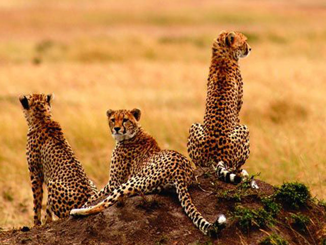 Cheetah in the Masai Mara