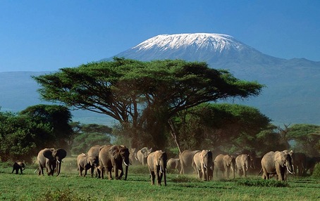 Kilimanjaro, Amboseli, elephants