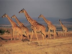Giraffes on the Mara plains
