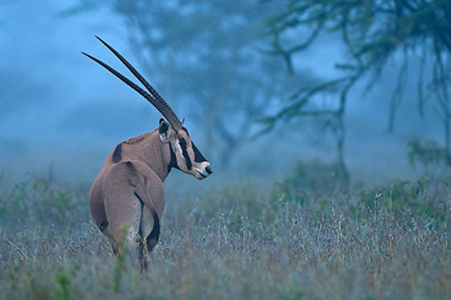 Beria Oryx